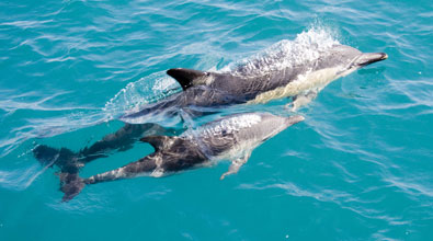 Dolphin Watching