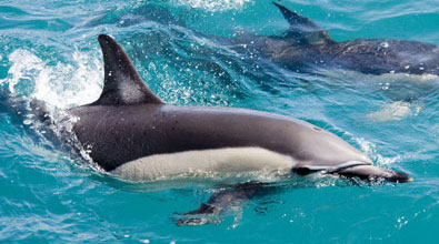 Enjoy a great day on the water with Dolphin Blue