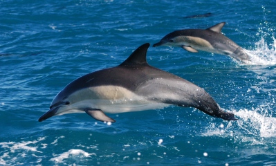 Common Dolphin pair leaping