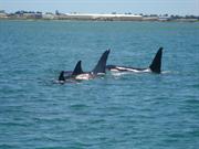 Orca spotted 11.1.2011