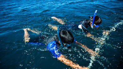 Tauranga Swim with Dolphins