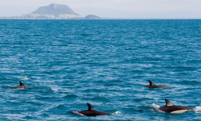 Common Dolphins in view of Mount Maunganui