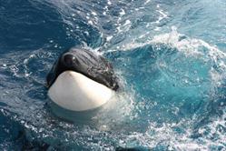 Humpback Whale