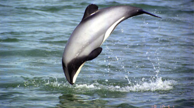 Adopt a Dolphin