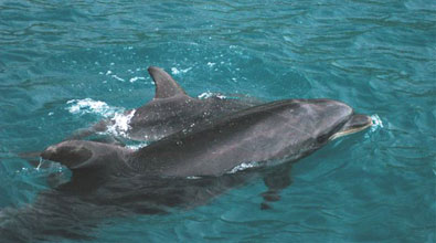 Bottlenose Dolphins