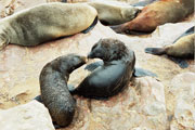 Seals