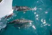 Swim with Dolphins