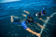 dolphin swimming